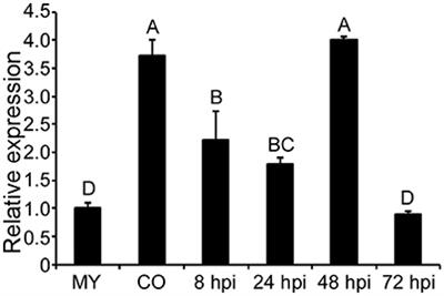 Carbamoyl Phosphate Synthetase Subunit MoCpa2 Affects Development and Pathogenicity by Modulating Arginine Biosynthesis in Magnaporthe oryzae